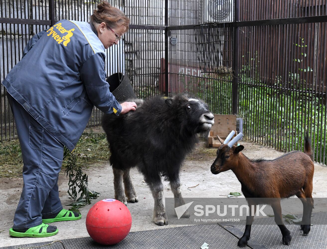 Russia Zoo