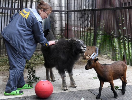 Russia Zoo