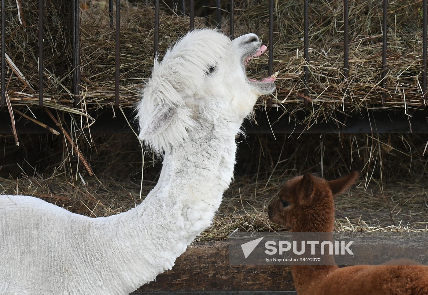 Russia Zoo