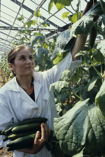 Teplichny greenhouse