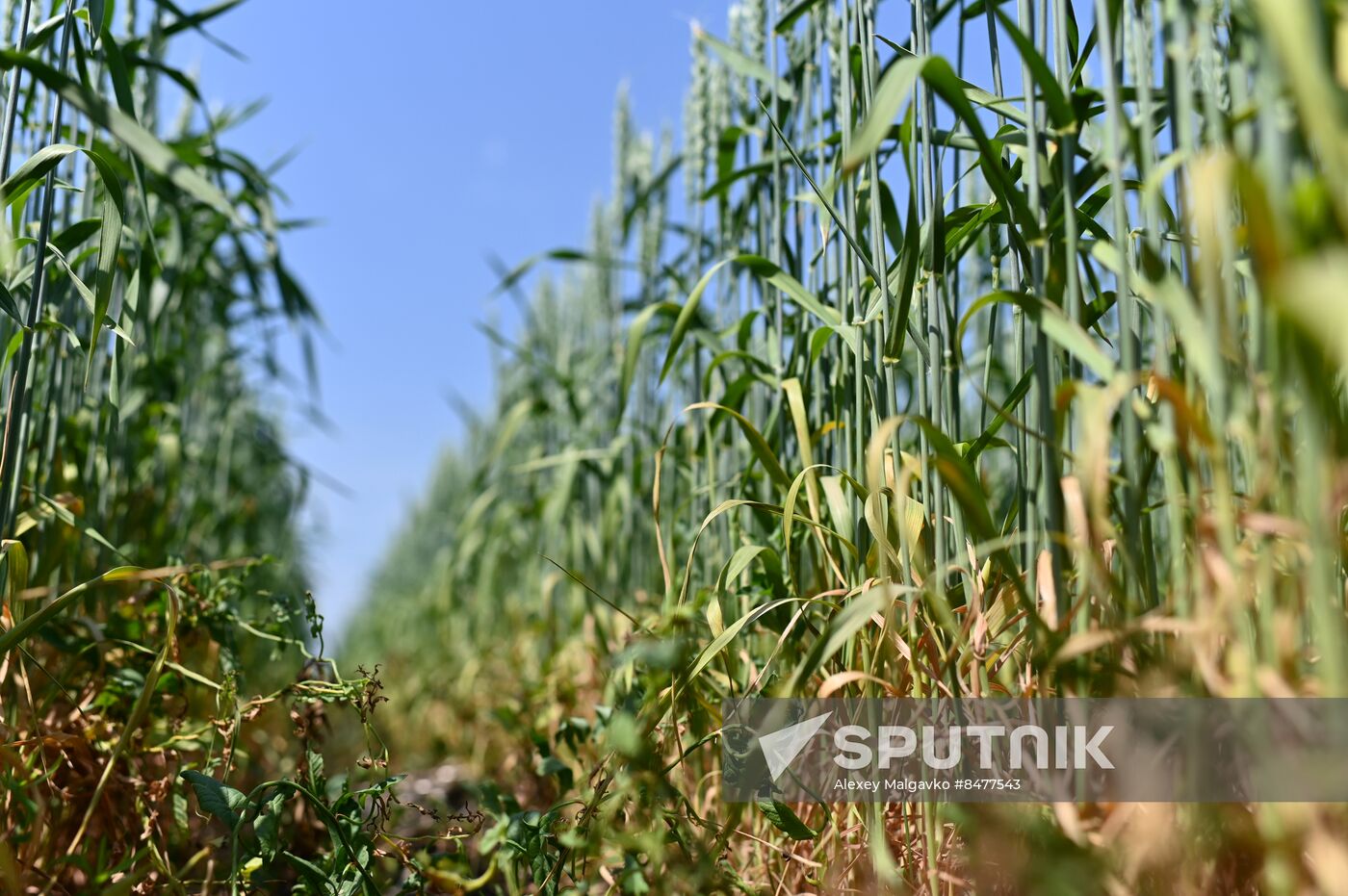 Russia Agriculture