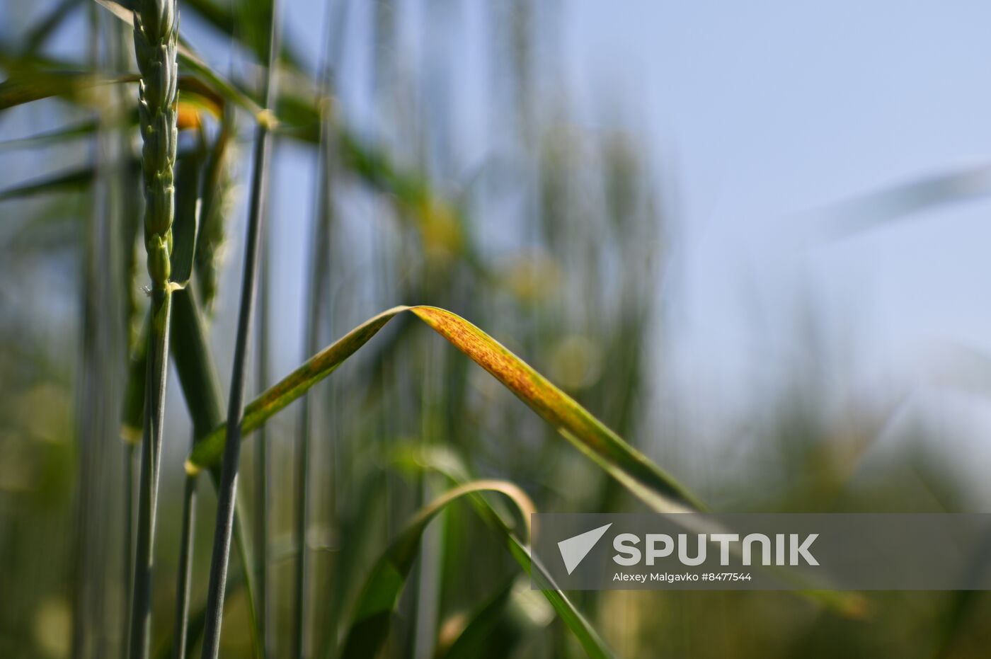 Russia Agriculture