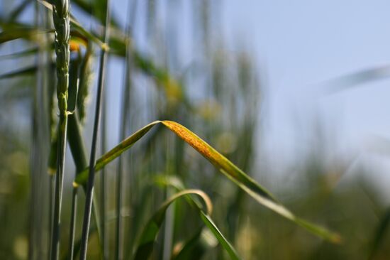 Russia Agriculture