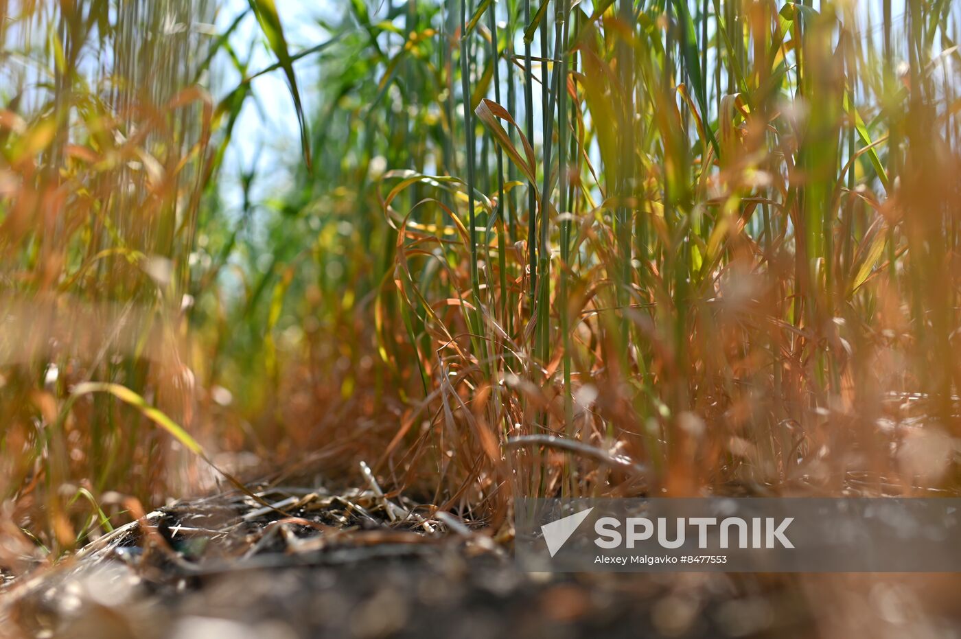 Russia Agriculture