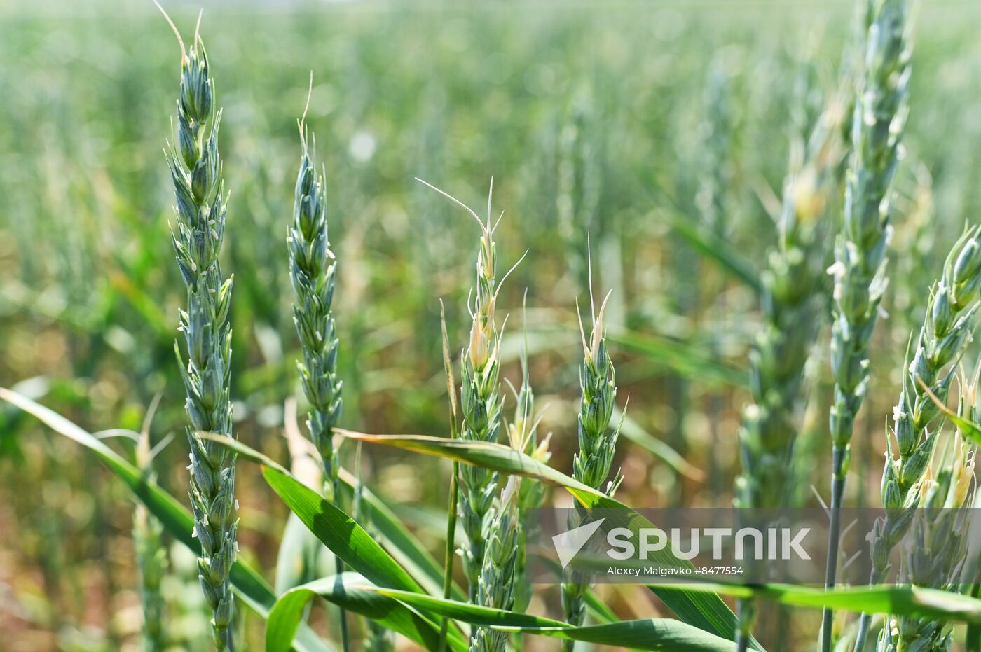 Russia Agriculture