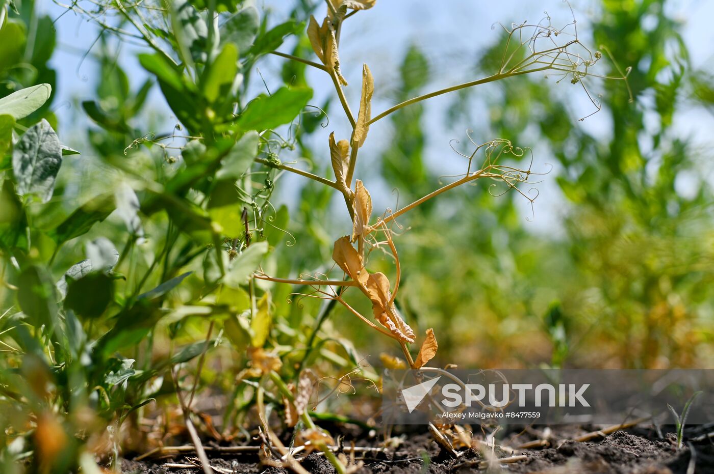 Russia Agriculture