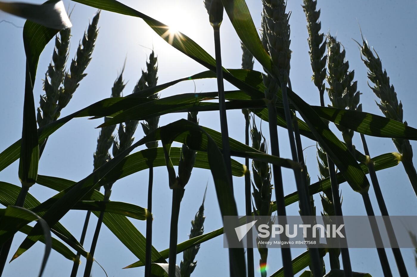 Russia Agriculture