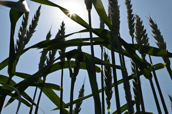 Russia Agriculture