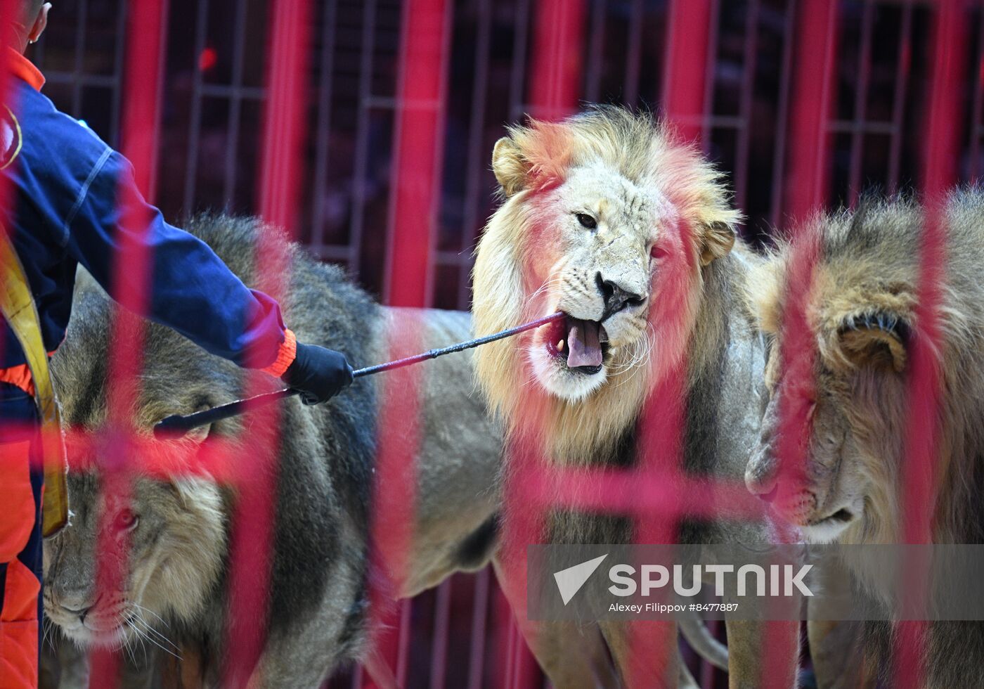 Russia Circus