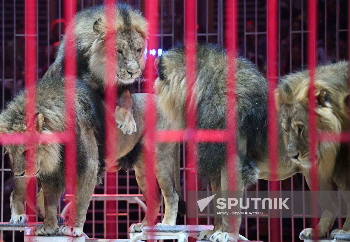 Russia Circus