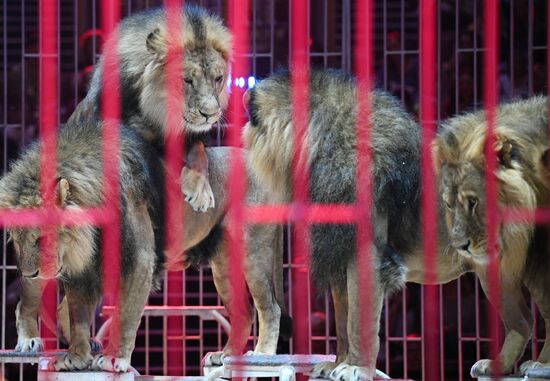 Russia Circus