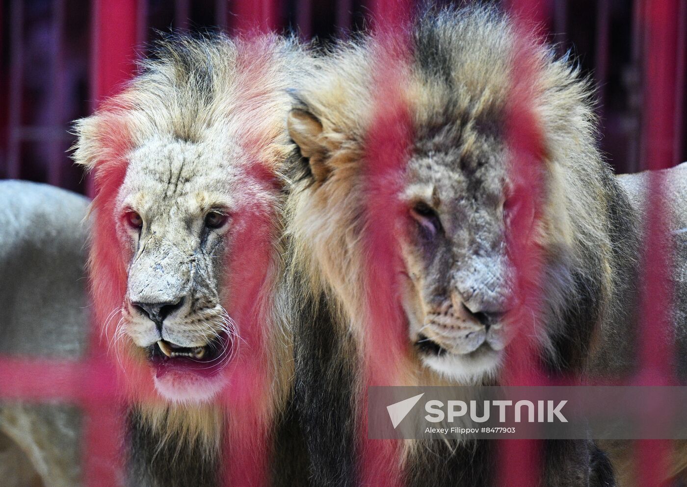 Russia Circus