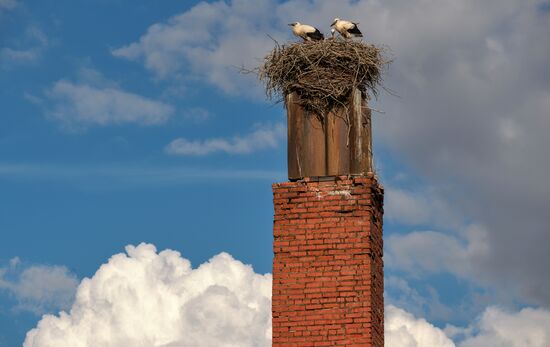 Russia Wild Life