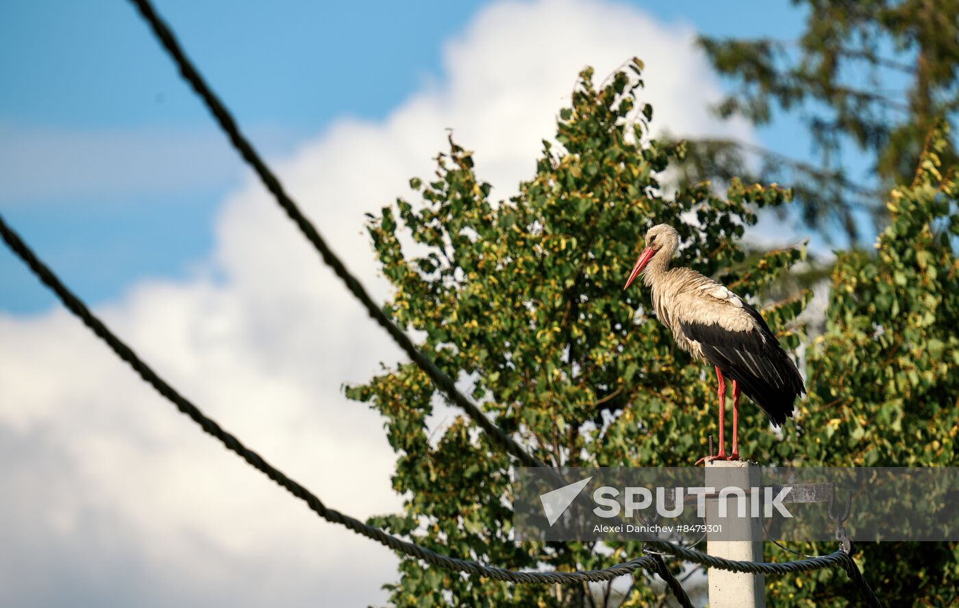 Russia Wild Life