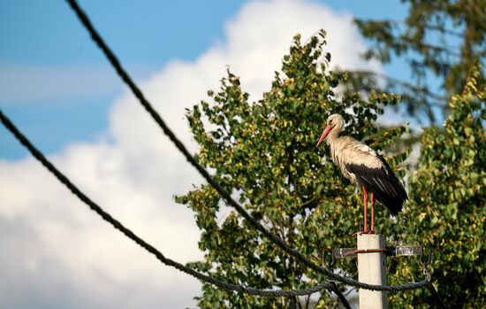 Russia Wild Life