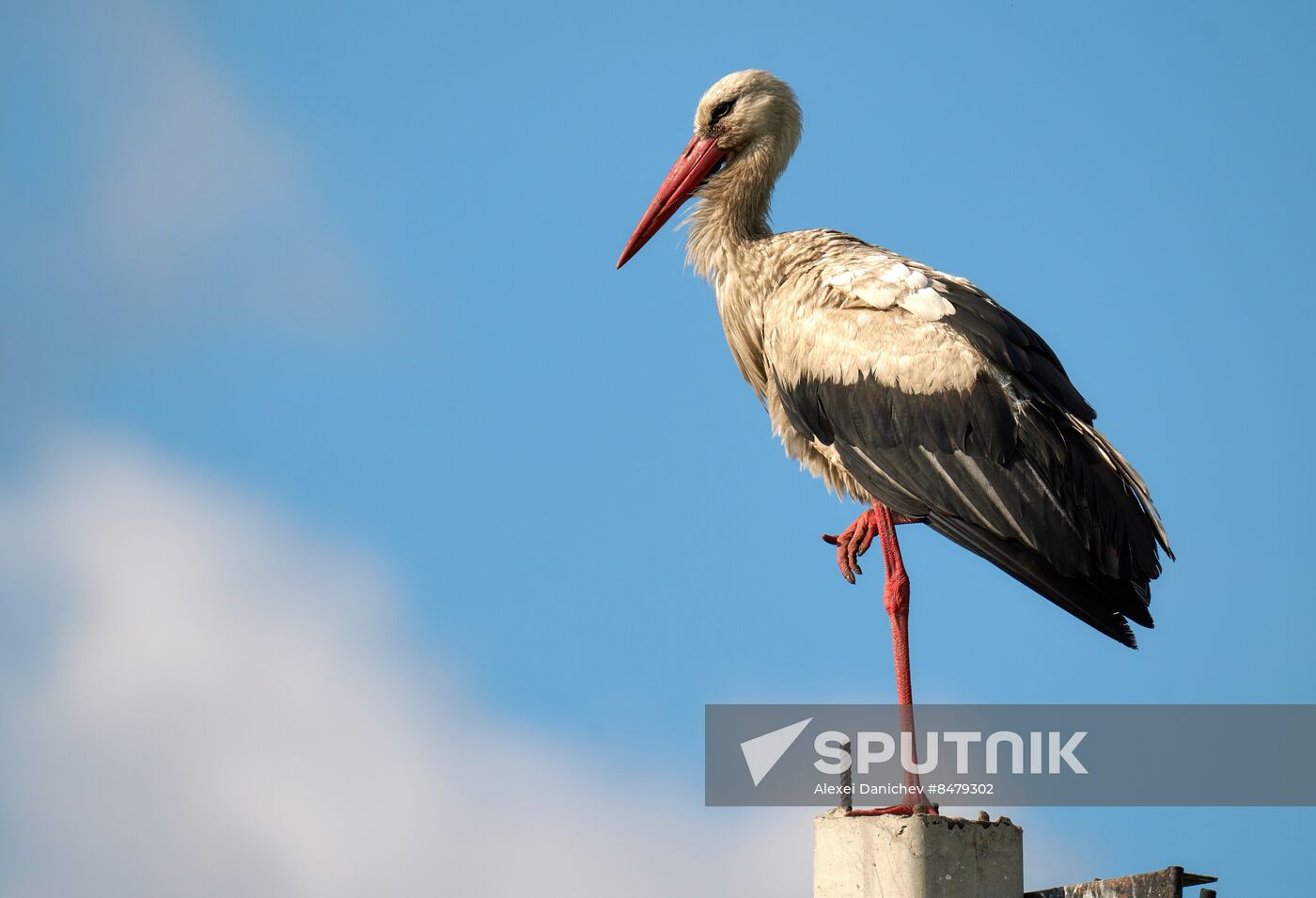 Russia Wild Life