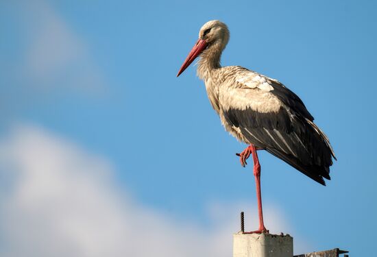 Russia Wild Life