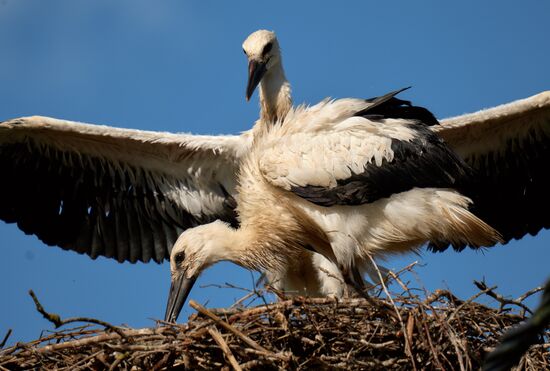 Russia Wild Life