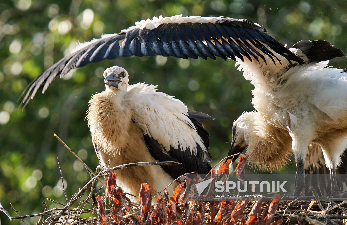 Russia Wild Life