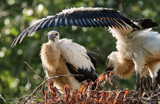 Russia Wild Life