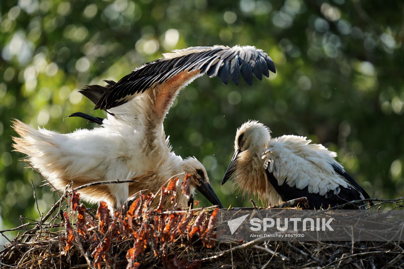 Russia Wild Life