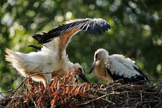 Russia Wild Life