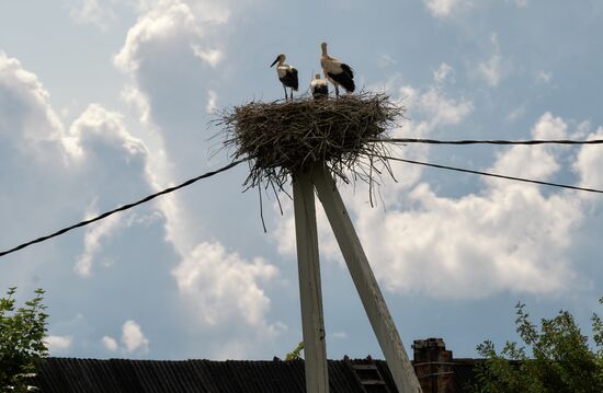 Russia Wild Life