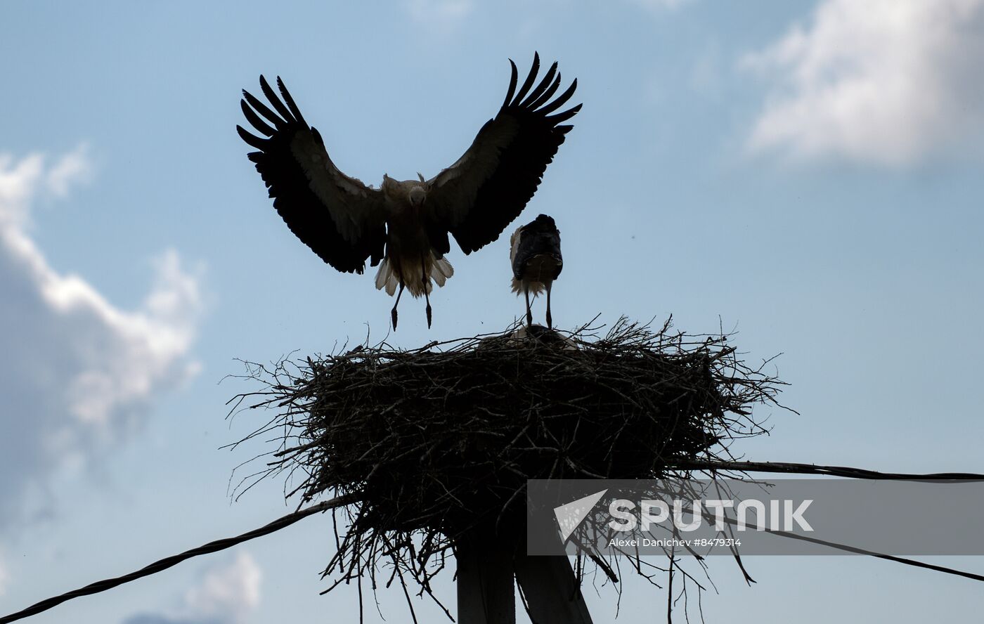 Russia Wild Life