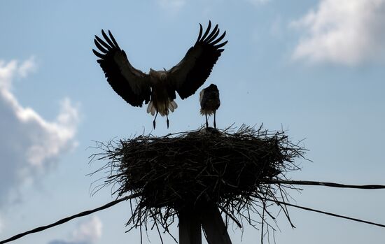 Russia Wild Life