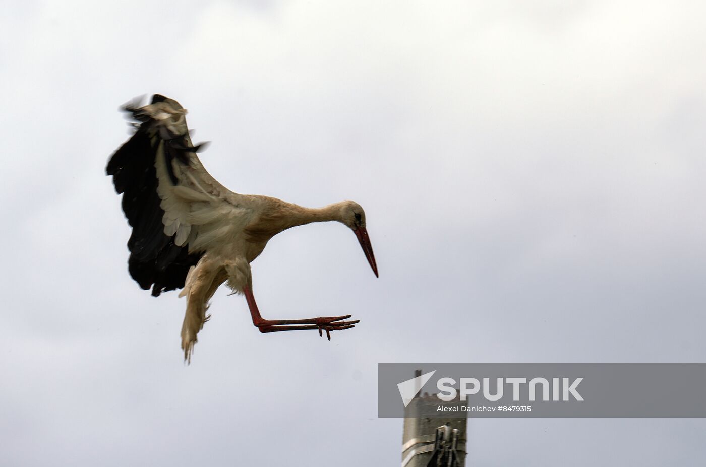 Russia Wild Life