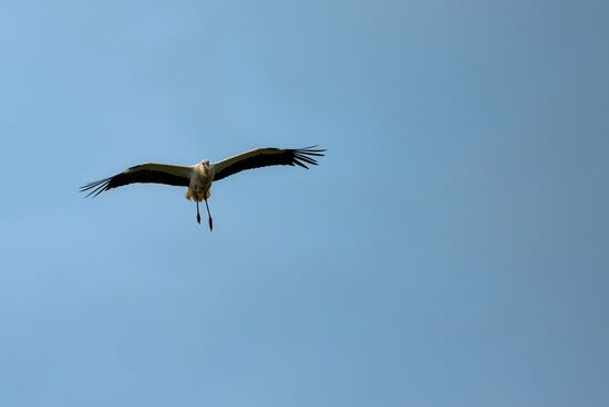 Russia Wild Life