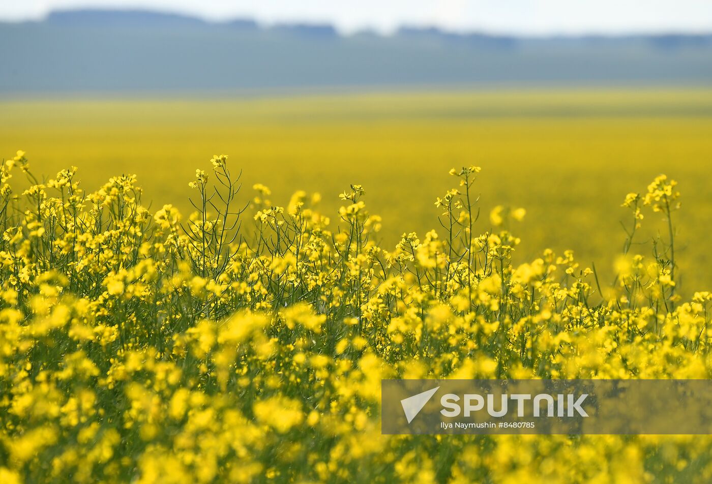 Russia Agriculture