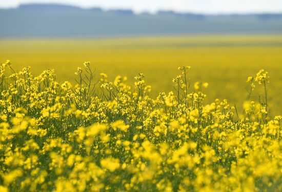 Russia Agriculture