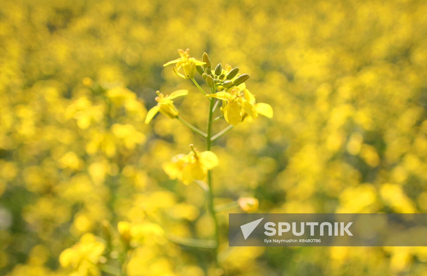 Russia Agriculture