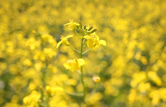 Russia Agriculture