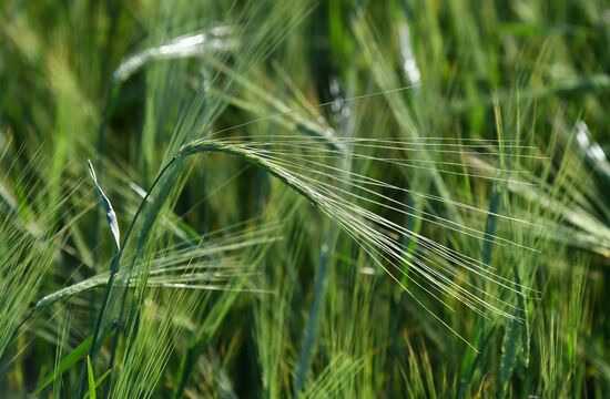 Russia Agriculture