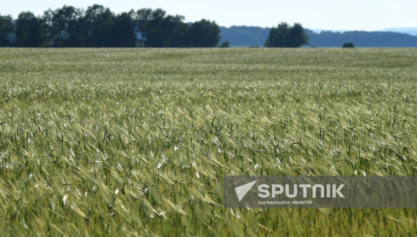 Russia Agriculture