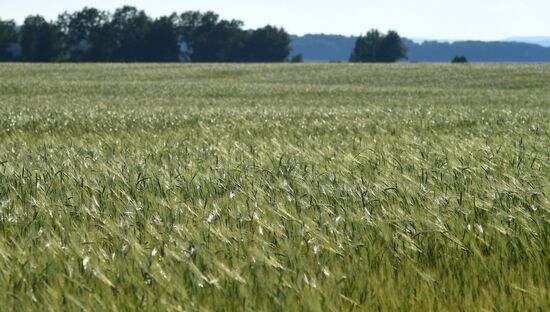 Russia Agriculture