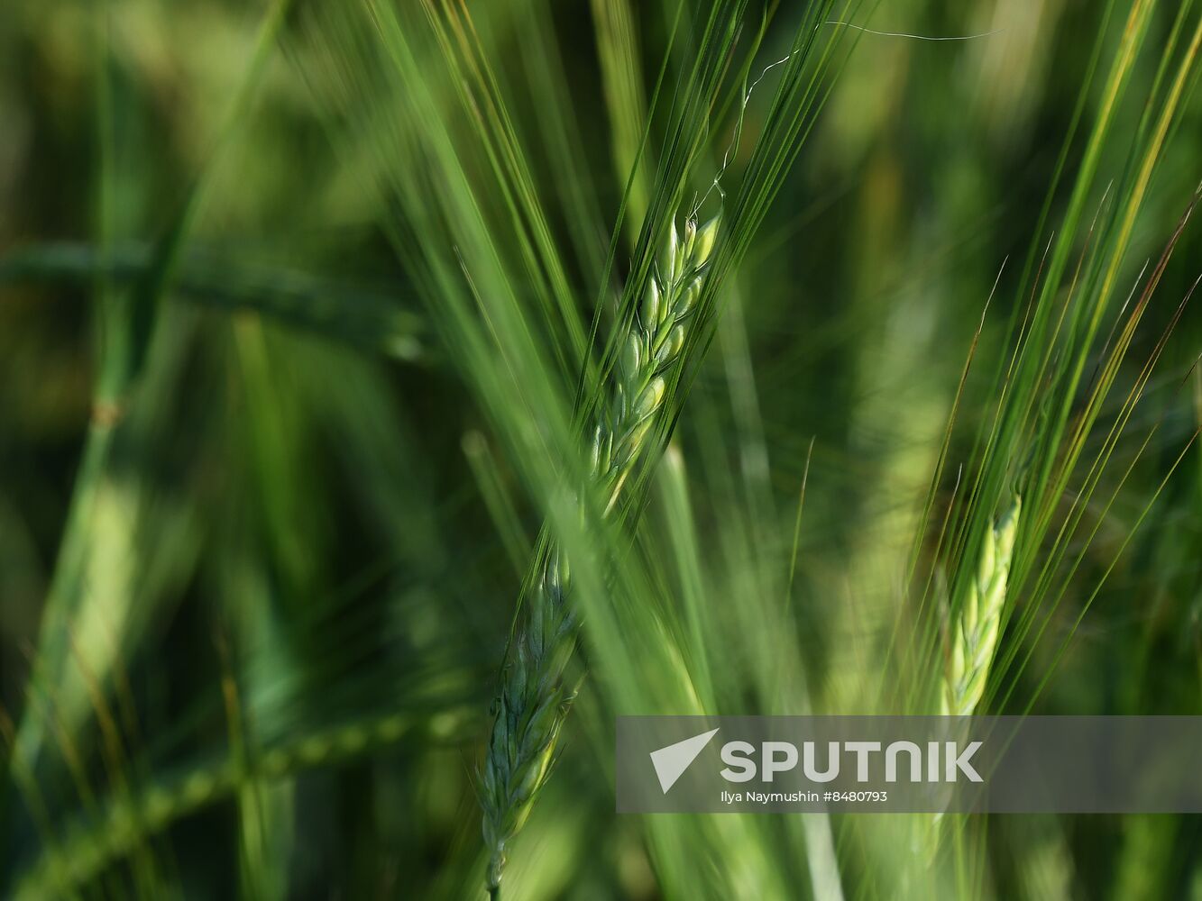 Russia Agriculture