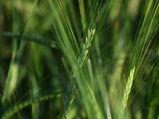 Russia Agriculture