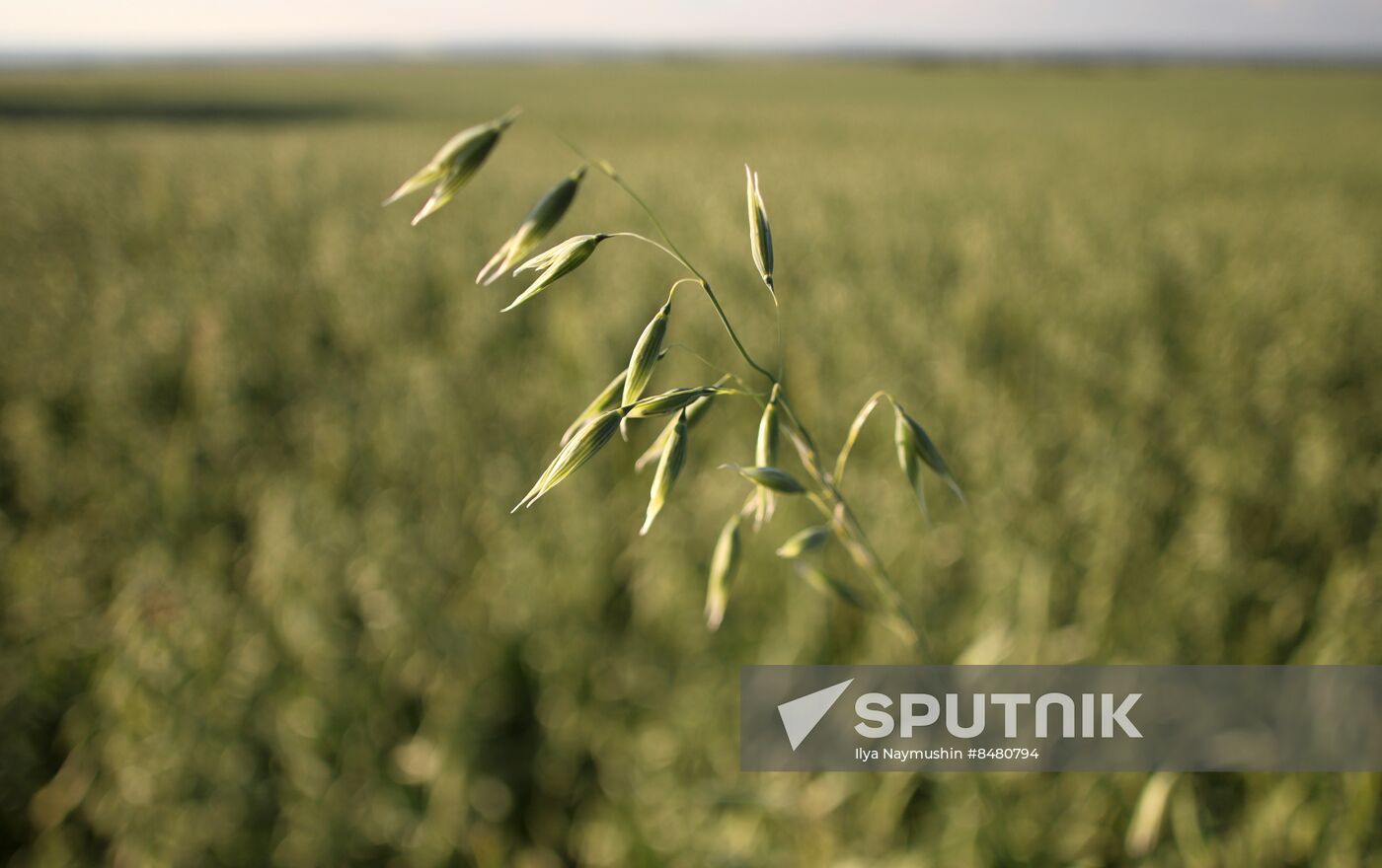 Russia Agriculture