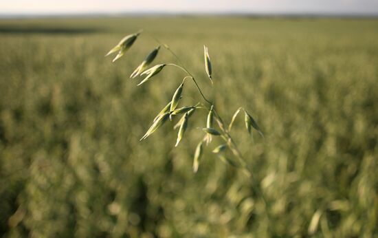 Russia Agriculture