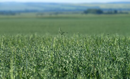 Russia Agriculture