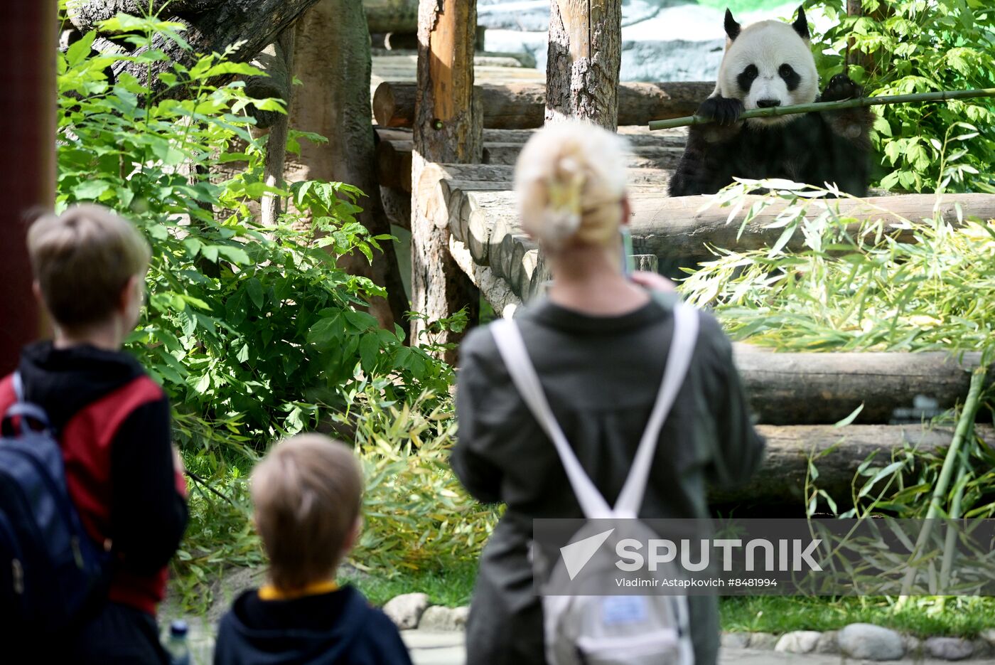 Russia Zoo Pandas