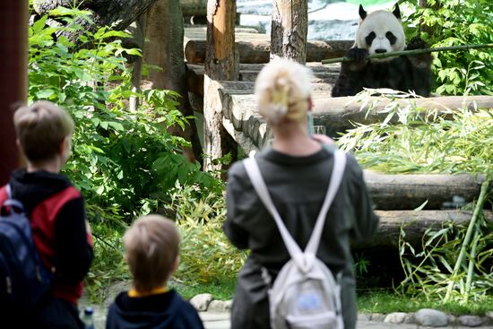 Russia Zoo Pandas