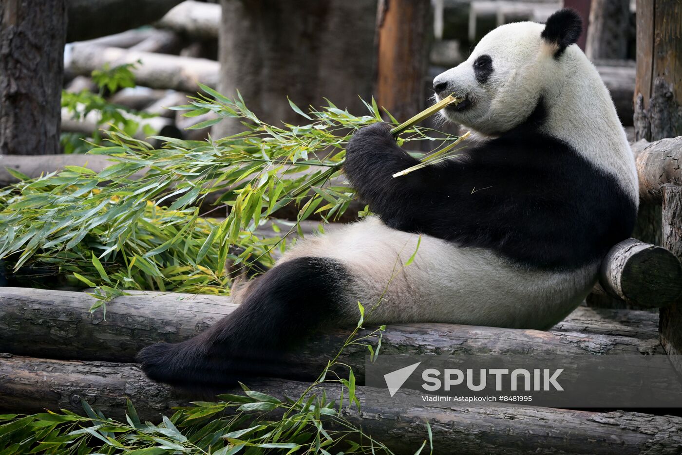 Russia Zoo Pandas