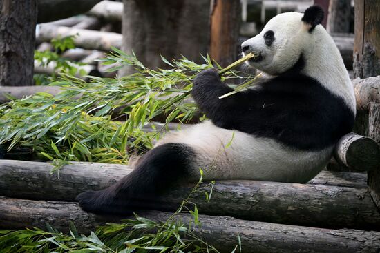 Russia Zoo Pandas