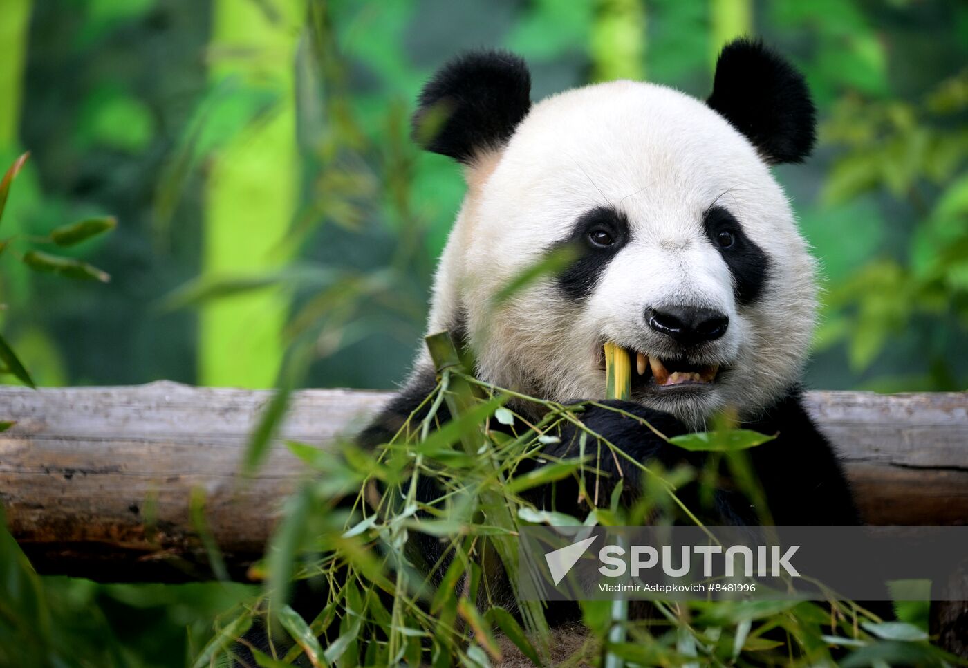 Russia Zoo Pandas