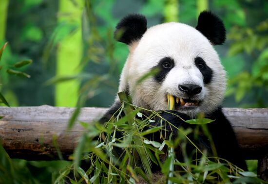 Russia Zoo Pandas