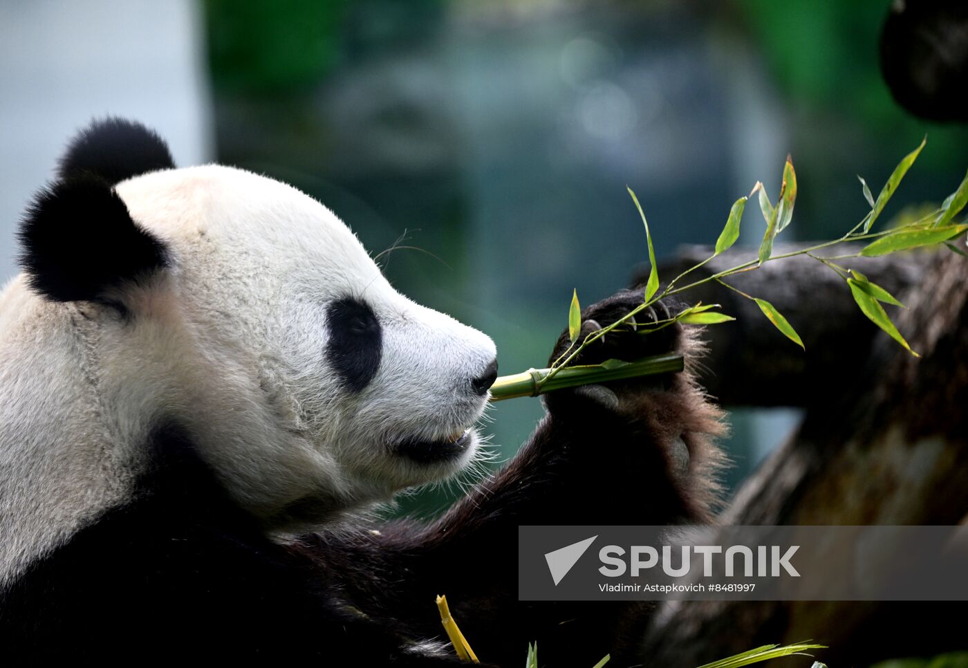 Russia Zoo Pandas